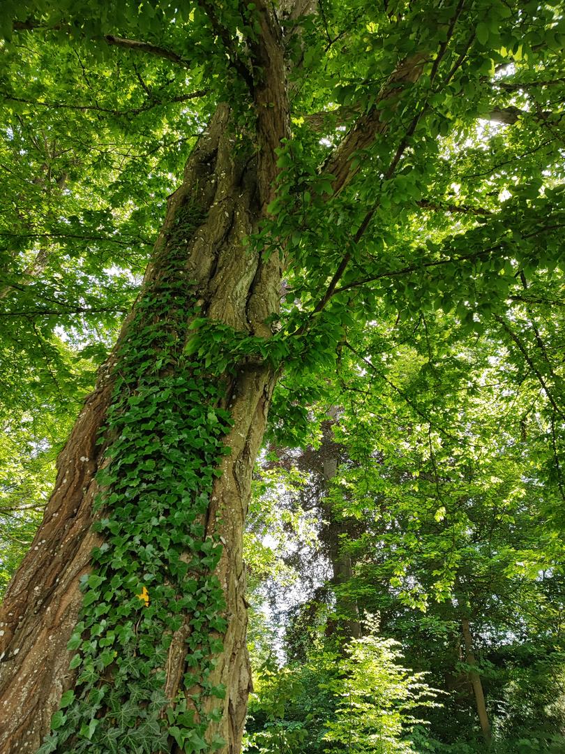 Background de l'accueil Racines d'âme
